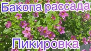 Бакопа рассада. Пикировка 25.03.26