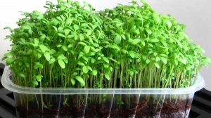 Сею рукколу новым способом. Сею также укроп, базилик.