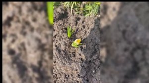 УРА! ДАЧНЫЙ СЕЗОН 2026 ОТКРЫТ!🌷#дача#дачныйблог#жизнь#загородом#природа#домик#снт#счастье