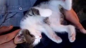 Котёнок резко засыпает... #Котята #Милыекотята