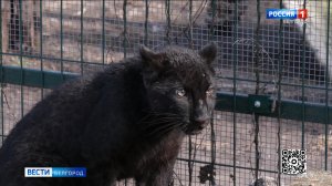 Уже в эту субботу белгородцы смогут познакомиться с новой обитательницей Белгородского зоопарка