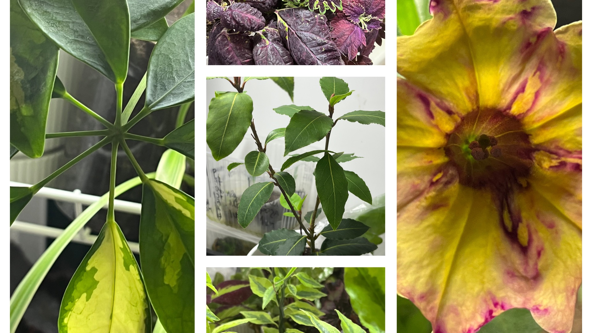 25 Марта! Высадила томаты! Реанимация колеусов!