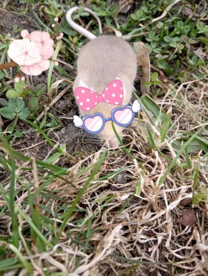 убираю у Барбариса на полке