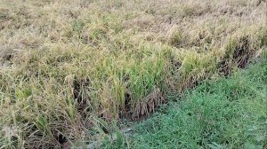 Рис уже созрел!