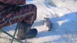 Зарыбление водоёма и активные поимки форели на активные и пассивные снасти.