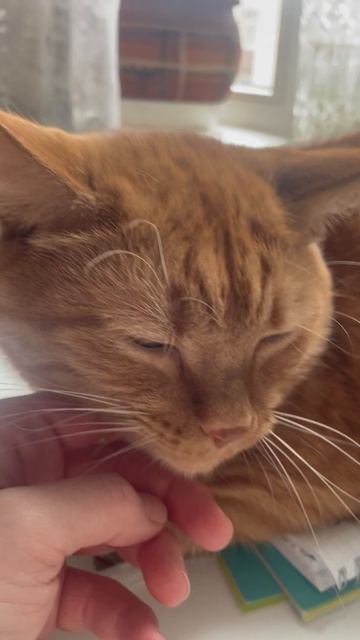 Кошачий антистресс 🐈