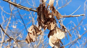 Снова к речке, с котом. 24 марта