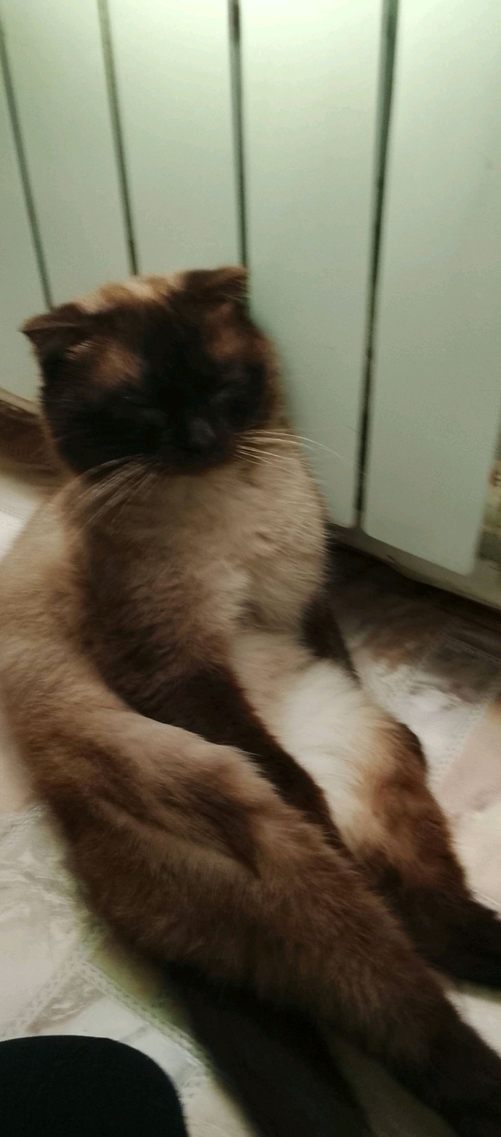 обзор на кофейка кота