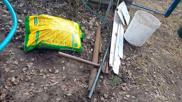 Голубика,посадка в ведро. сажать или нет ?