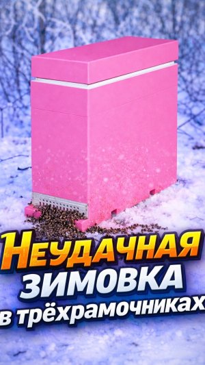 Неудачная зимовка в трёхрамочниках!