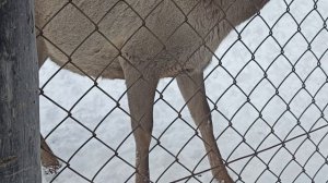 Зооферма. Природа и человек. Олени