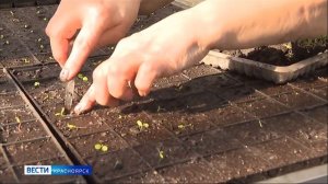 Вести. Красноярск от 26.03.2026