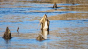 Кадры дня 22 марта 2026 / Ижора. Межстоличье.