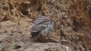 Дикая природа Крыма. Птицы Крыма. Домовые сычи 15 июня 2025 часть 2