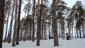 Как птицы поют!...