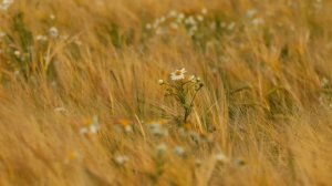 Авторская песня "Заплетала косы я"