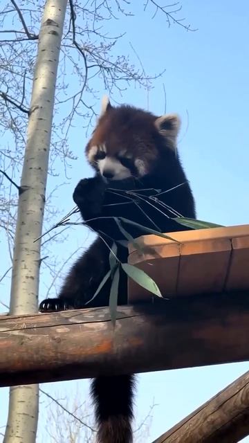 Красные панды — это млекопитающие, живущие на деревьях, которые обитают в лесах Гималаев и юго-запад