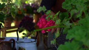 Сбор, сушка и запекание клубники.