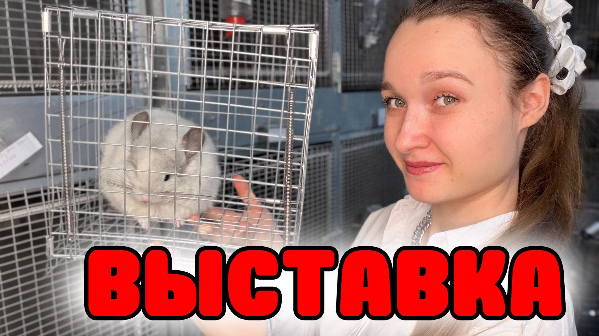ВЫСТАВКА Шиншилл в Новосибирске! | Что там будет?