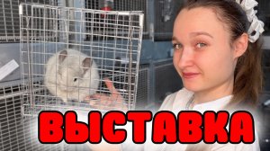 ВЫСТАВКА Шиншилл в Новосибирске! | Что там будет?
