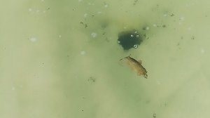 VID_20260326_091128.mp4 щука не взяла