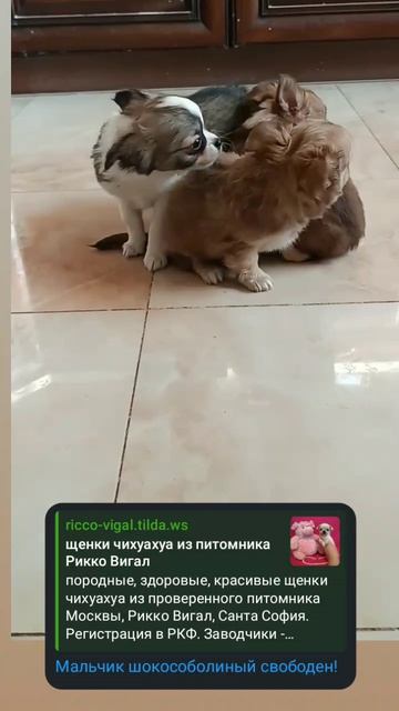 чихуахуа щенки