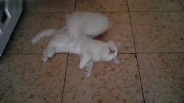 Котёнка никто не разбудит #Котята #Милыекотята #Приколыскотятами