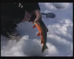 Какие снасти зимой на Камчатке используют для ловли озёрной Мальмы — Salvelinus malma malma ?