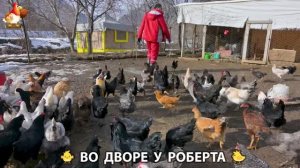 Содержание кур в домашних условиях и других птиц во дворе у Роберта 🐣🐤🦆🐔🪿🦃 (453)