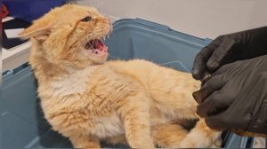 Он был совсем один на безлюдной трассе... Спасение Фиксика, искусанного клещами.