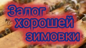 Залог хорошей зимовки