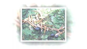 Джеральд Даррелл. " Моя семья и другие звери" часть 2