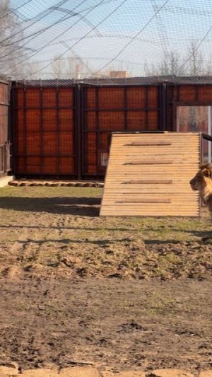 Серенада не помогла..