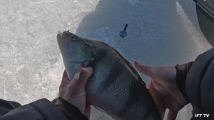 Полосатые монстры на безмотылку. Трофейный окунь на мормышку. Опять килушник. Зимняя рыбалка 25/26.