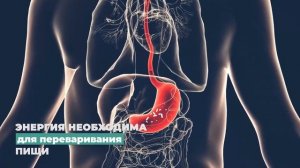 Этого не знают 99% людей! Вот куда уходит ваша энергия после еды