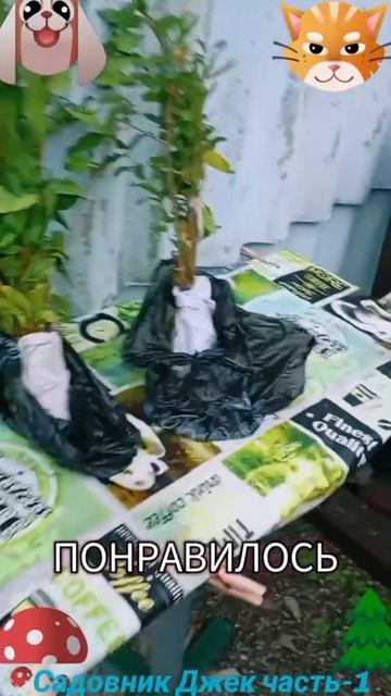 Садовник Джек-1🐶 🐱😅