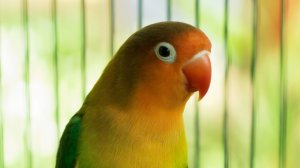 Пластилин Гамма Юный Художник 12 Цветов Сделано в России 2026 Году