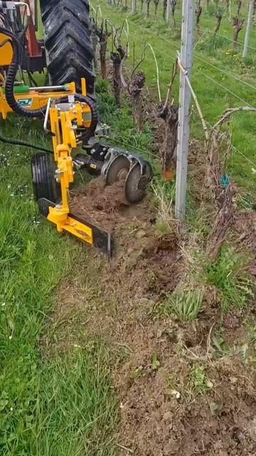 Культивация приштамбовой зоны винограда