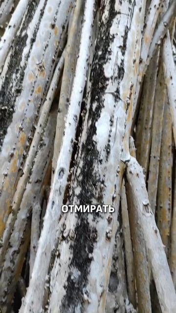 ДЕРЕВЬЯ КОТОРЫЕ УМЕЮТ ХОДИТЬ?