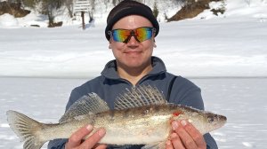 Раздача весеннего судака!