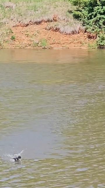 как кормить карпа