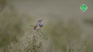 Природные парки. Промо. Канал ЗОО ТВ