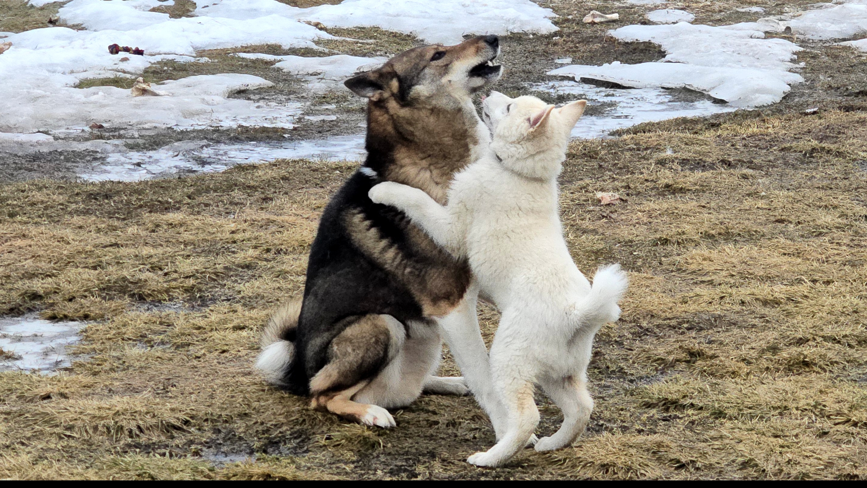 Лайки с щенком