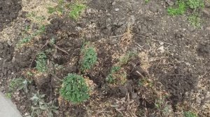 Рассаживаю мультифлору Пуговка.