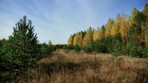 Ты неси меня, река!