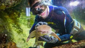 Югорчане придумали имена для акул-нянек из когалымского океанариума