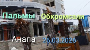 Анапа 26.03.2026 пальмы обкромсали