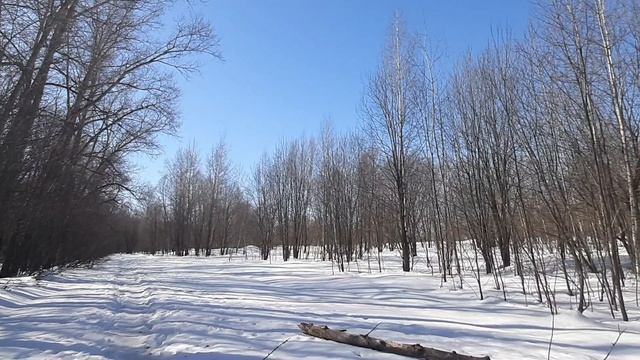 Трекинг по бездорожью в роще 24.03.2026