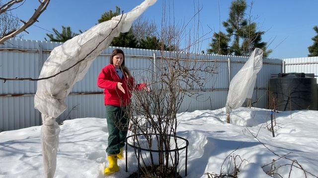 Чем обработать смородину от почкового клеща и тлей