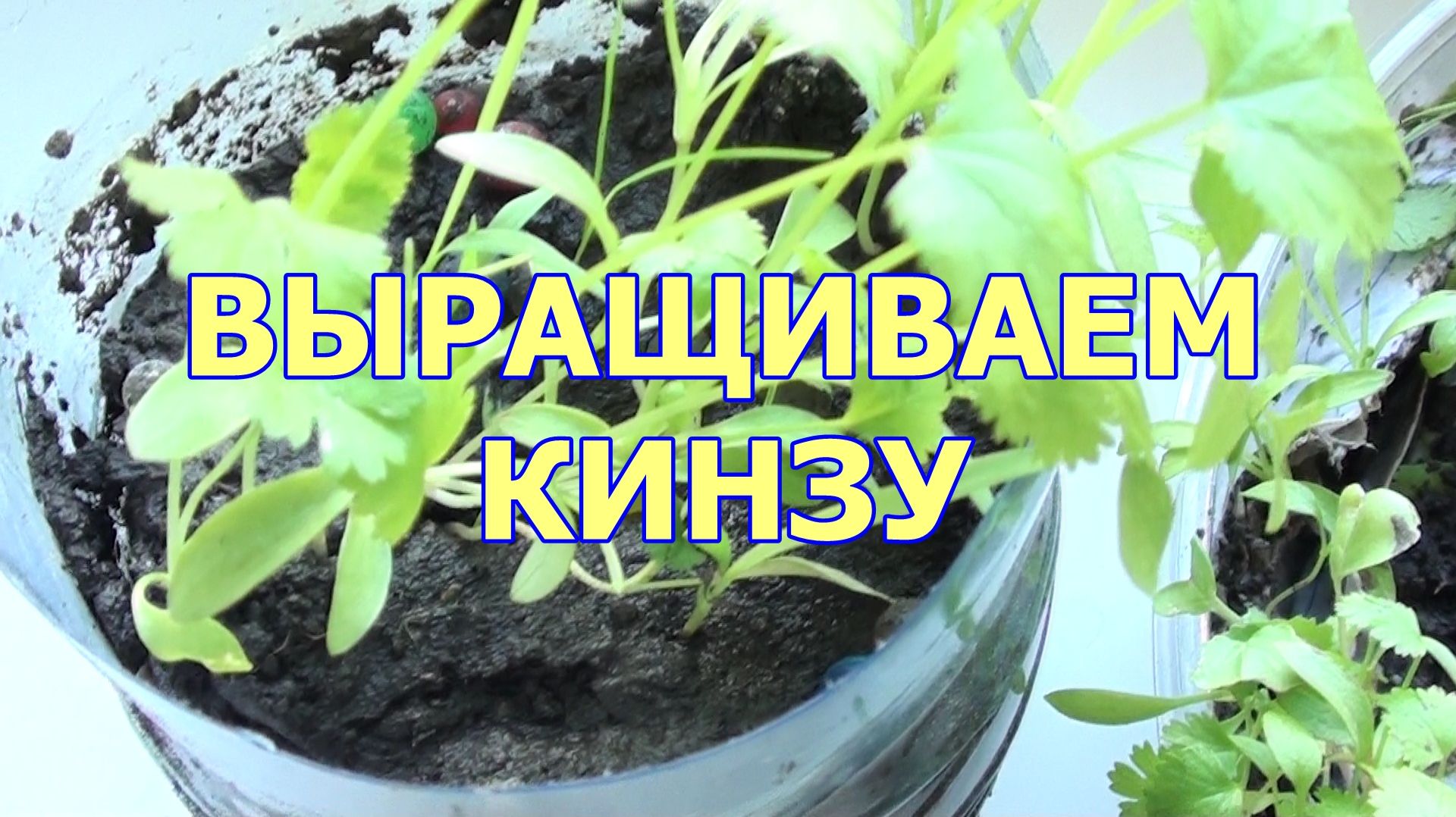 Зелень на подоконнике - Выращиваю кинзу дома